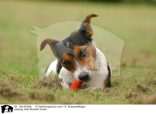 playing Jack Russell Terrier / SS-00269