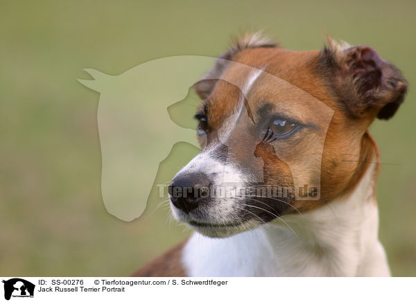 Jack Russell Terrier Portrait / Jack Russell Terrier Portrait / SS-00276