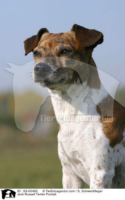 Jack Russell Terrier Portrait / Jack Russell Terrier Portrait / SS-00482