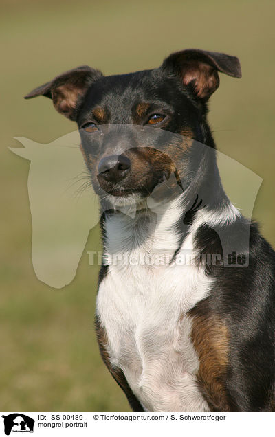Terrier-Mischling Portrait / mongrel portrait / SS-00489