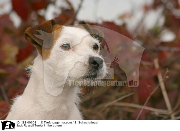 Jack Russell Terrier im Herbst / Jack Russell Terrier in the autumn / SS-00608