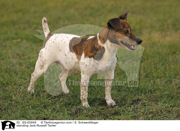 stehender Jack Russell Terrier / standing Jack Russell Terrier / SS-00949