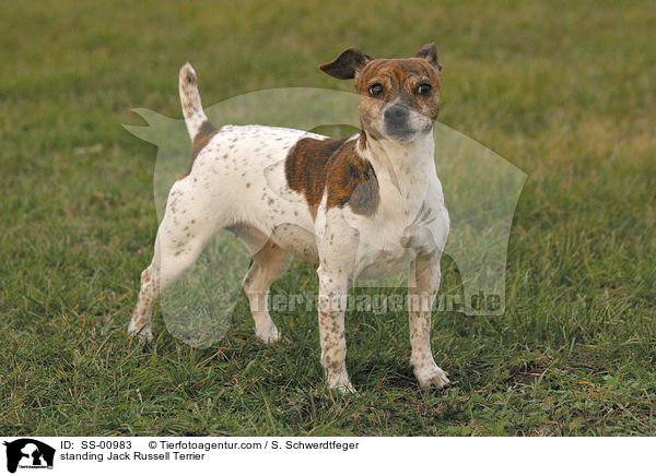 stehender Jack Russell Terrier / standing Jack Russell Terrier / SS-00983