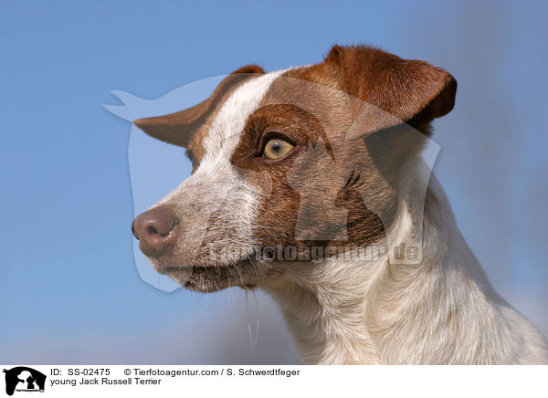 young Jack Russell Terrier / SS-02475