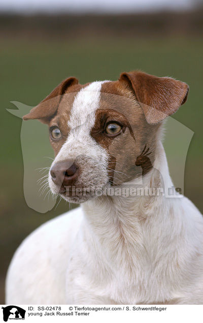 junger Jack Russell Terrier / young Jack Russell Terrier / SS-02478