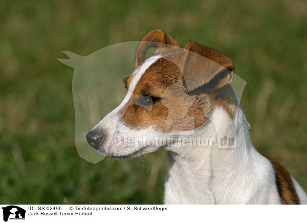 Jack Russell Terrier Portrait / Jack Russell Terrier Portrait / SS-02496