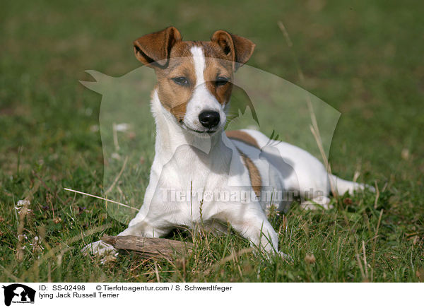 liegender Jack Russell Terrier / lying Jack Russell Terrier / SS-02498
