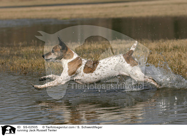 rennender Jack Russell Terrier / running Jack Russell Terrier / SS-02505