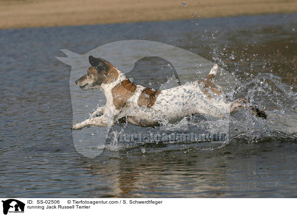 rennender Jack Russell Terrier / running Jack Russell Terrier / SS-02506