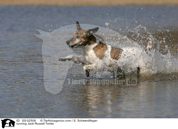 rennender Jack Russell Terrier / running Jack Russell Terrier / SS-02508