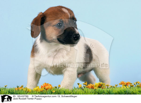 Jack Russell Terrier Welpe / Jack Russell Terrier Puppy / SS-02789