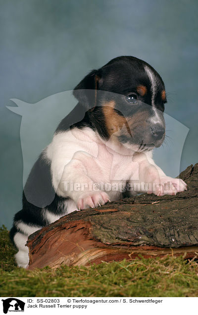 Jack Russell Terrier Welpe im Studio / Jack Russell Terrier puppy / SS-02803
