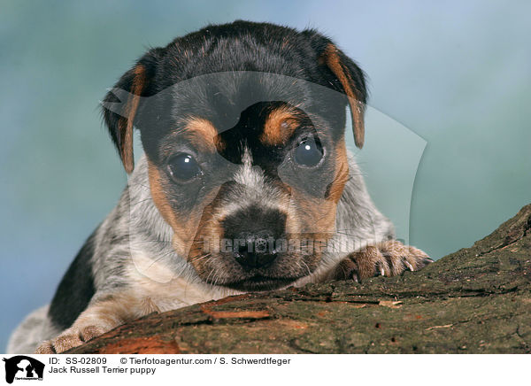 Jack Russell Terrier puppy / SS-02809