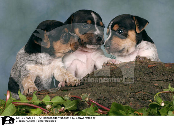 3 Jack Russell Terrier puppies / SS-02811