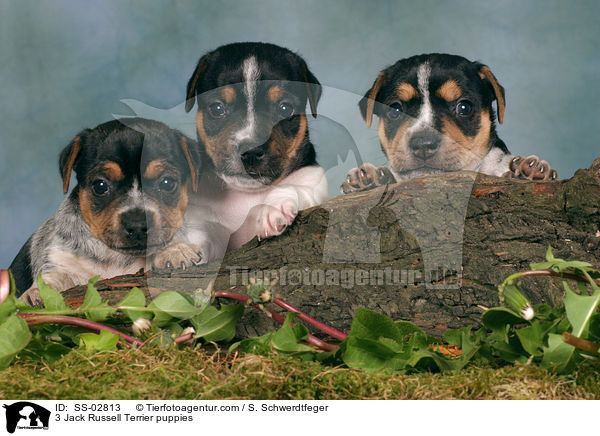 3 Jack Russell Terrier puppies / SS-02813