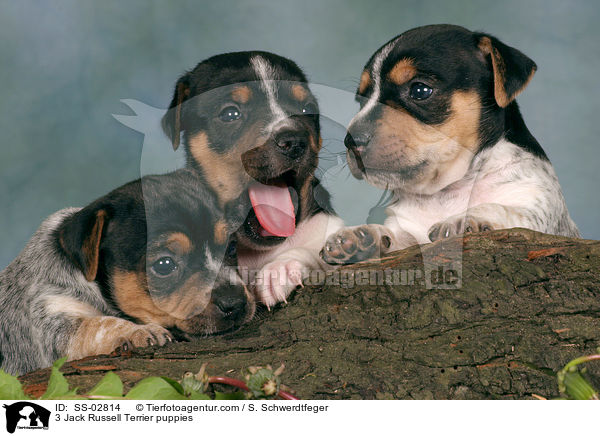 3 Jack Russell Terrier puppies / SS-02814