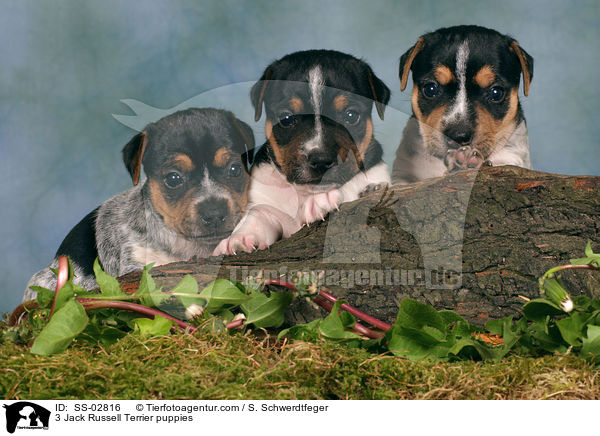 3 Jack Russell Terrier puppies / SS-02816