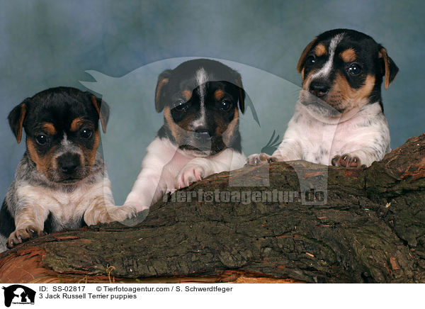 3 Jack Russell Terrier puppies / SS-02817