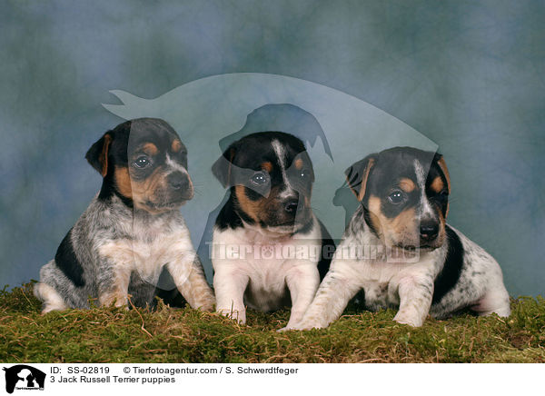 3 Jack Russell Terrier Welpen im Studio / 3 Jack Russell Terrier puppies / SS-02819