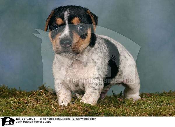 Jack Russell Terrier Welpe im Studio / Jack Russell Terrier puppy / SS-02821