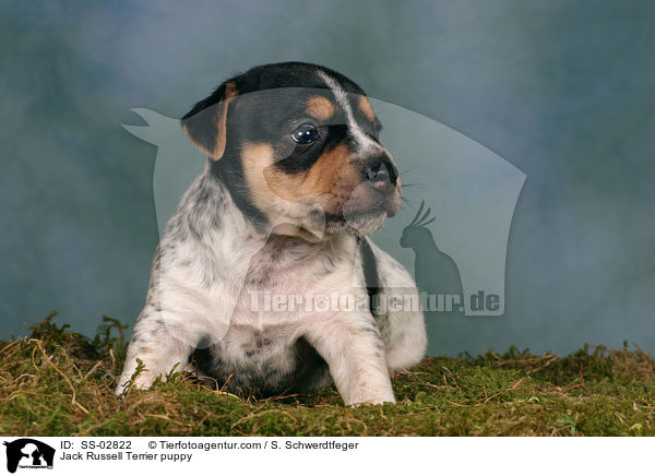 Jack Russell Terrier Welpe im Studio / Jack Russell Terrier puppy / SS-02822