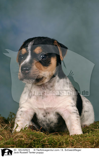 Jack Russell Terrier puppy / SS-02823
