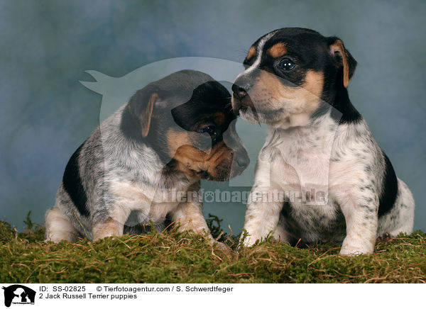 2 Jack Russell Terrier Welpen im Studio / 2 Jack Russell Terrier puppies / SS-02825