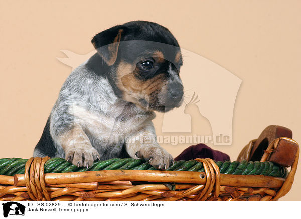 Jack Russell Terrier Welpe im Studio / Jack Russell Terrier puppy / SS-02829