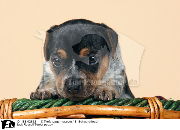 Jack Russell Terrier Welpe im Studio / Jack Russell Terrier puppy / SS-02832