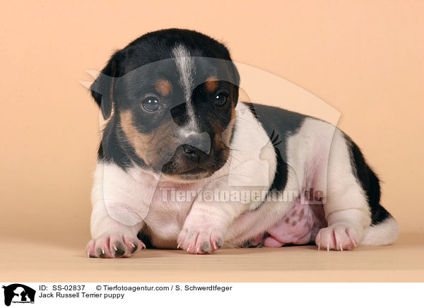 Jack Russell Terrier Welpe im Studio / Jack Russell Terrier puppy / SS-02837
