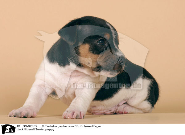 Jack Russell Terrier Welpe im Studio / Jack Russell Terrier puppy / SS-02839