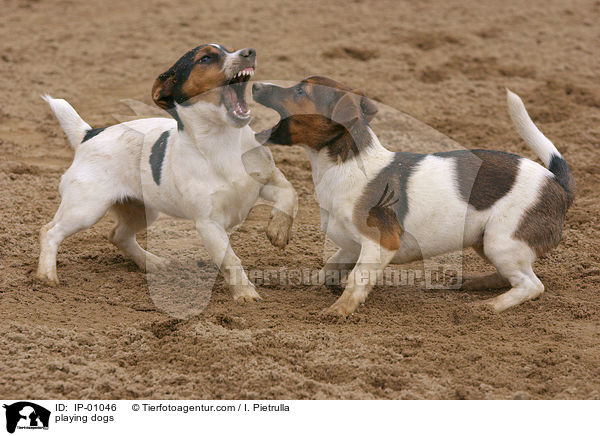 spielende Hunde / playing dogs / IP-01046