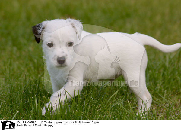 Jack Russell Terrier Welpe / Jack Russell Terrier Puppy / SS-00582