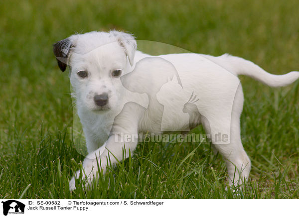 Jack Russell Terrier Puppy / SS-00582