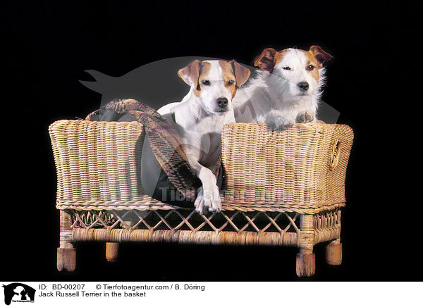 Jack Russell Terrier im Krbchen / Jack Russell Terrier in the basket / BD-00207