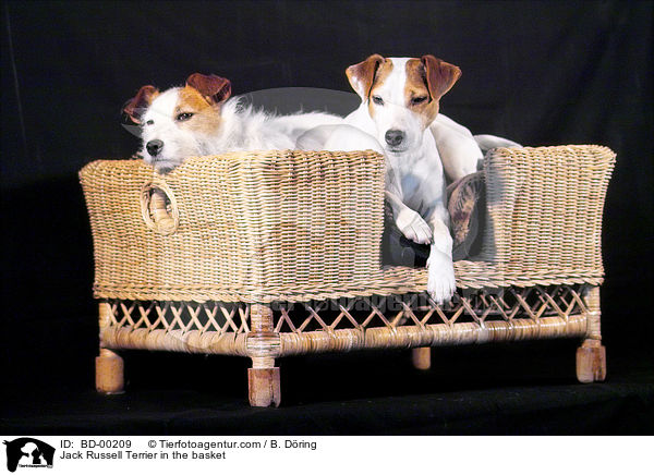 Jack Russell Terrier im Krbchen / Jack Russell Terrier in the basket / BD-00209