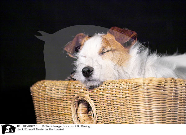 Jack Russell Terrier im Krbchen / Jack Russell Terrier in the basket / BD-00210