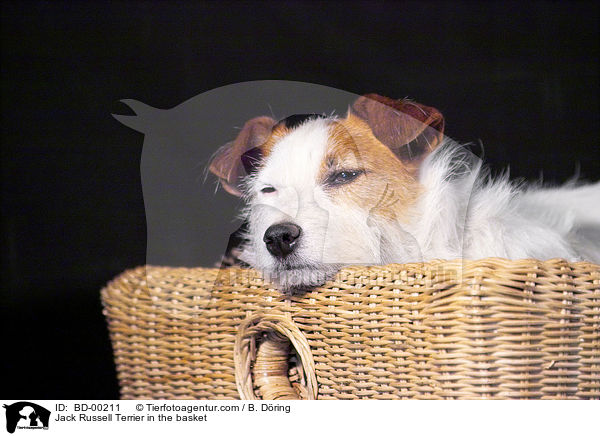 Jack Russell Terrier im Krbchen / Jack Russell Terrier in the basket / BD-00211