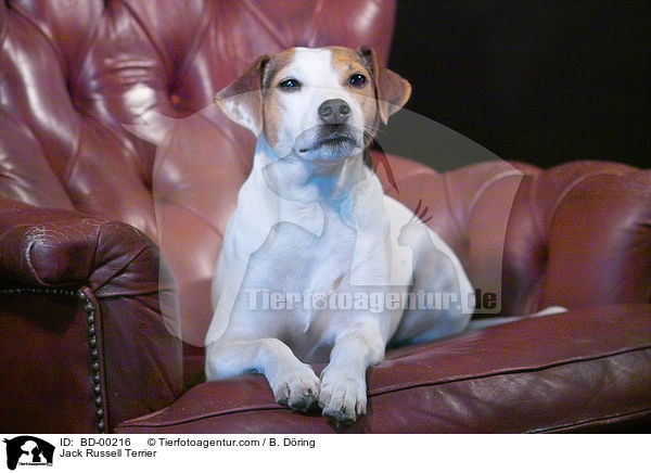 Jack Russell Terrier / BD-00216