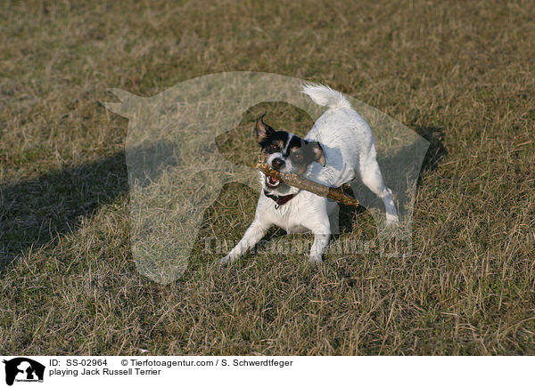 spielender Jack Russell Terrier / playing Jack Russell Terrier / SS-02964