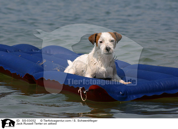 Jack Russell Terrier auf Luftmatratze / SS-03052