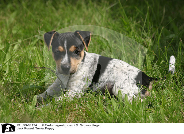 Jack Russell Terrier Welpe / Jack Russell Terrier Puppy / SS-03134