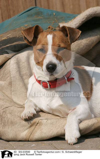 liegender Jack Russell Terrier / lying Jack Russell Terrier / SS-03590