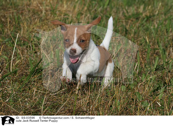 ser Jack Russell Terrier Welpe / cute Jack Russell Terrier Puppy / SS-03596