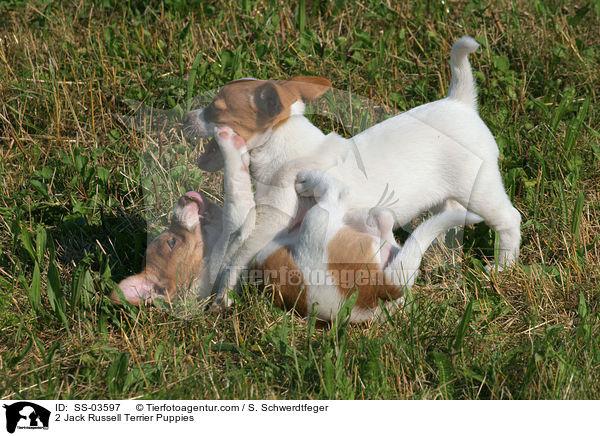 2 Jack Russell Terrier Puppies / SS-03597