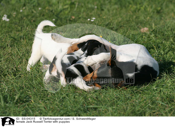female Jack Russell Terrier with puppies / SS-04315