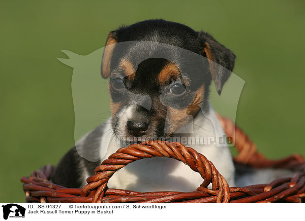 Jack Russell Terrier Welpe im Krbchen / Jack Russell Terrier Puppy in Basket / SS-04327
