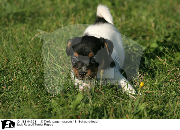 Jack Russell Terrier Welpe / Jack Russell Terrier Puppy / SS-04328