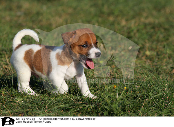 Jack Russell Terrier Welpe / Jack Russell Terrier Puppy / SS-04338