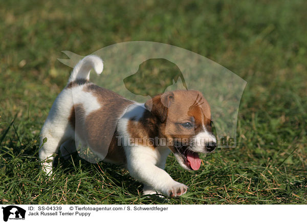 Jack Russell Terrier Welpe / Jack Russell Terrier Puppy / SS-04339